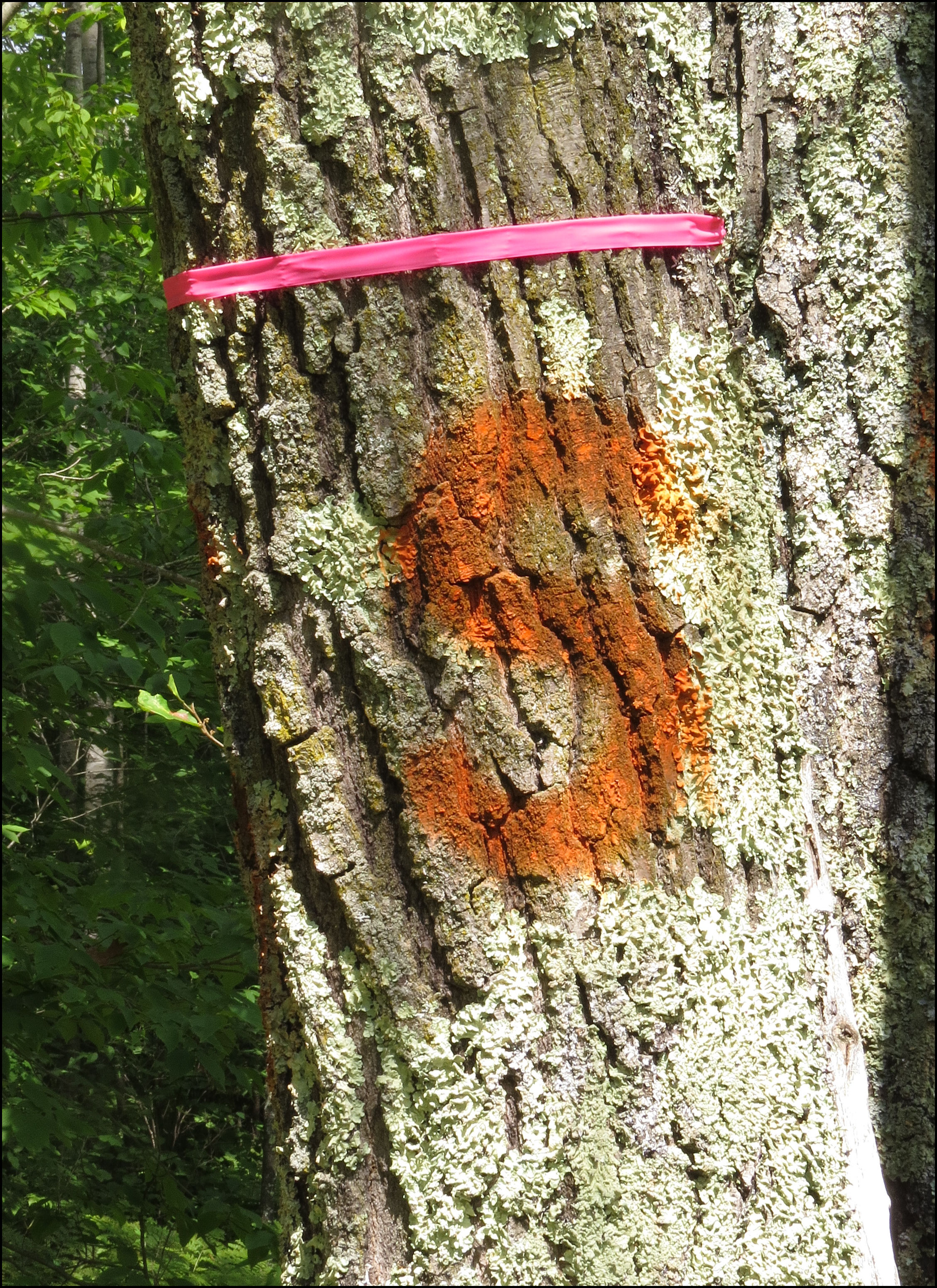 A potential spore producing tree marked for special handling.  Photo by Bill Cook